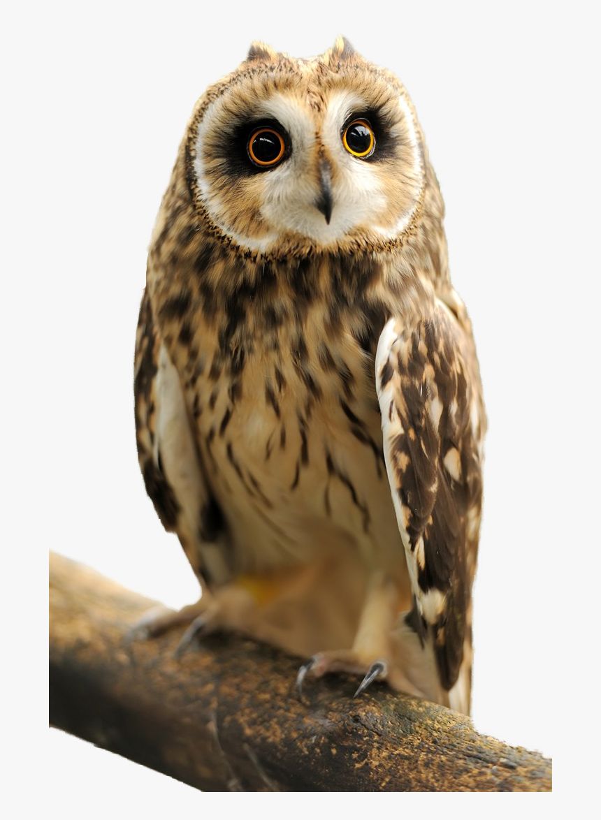 Owl Transparent Images - Młoda Sowa, HD Png Download