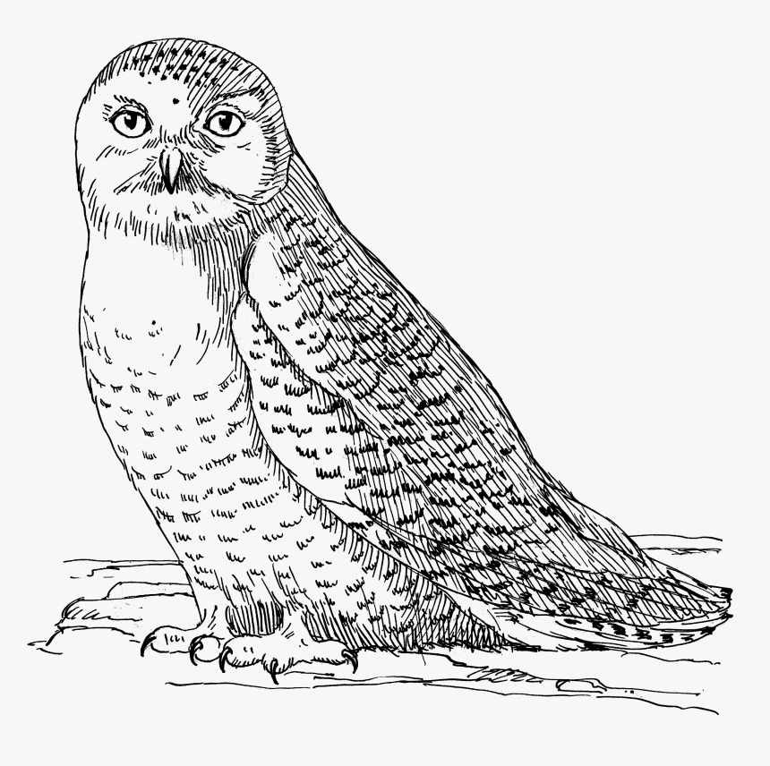 Owl 1558 - Owl, HD Png Download
