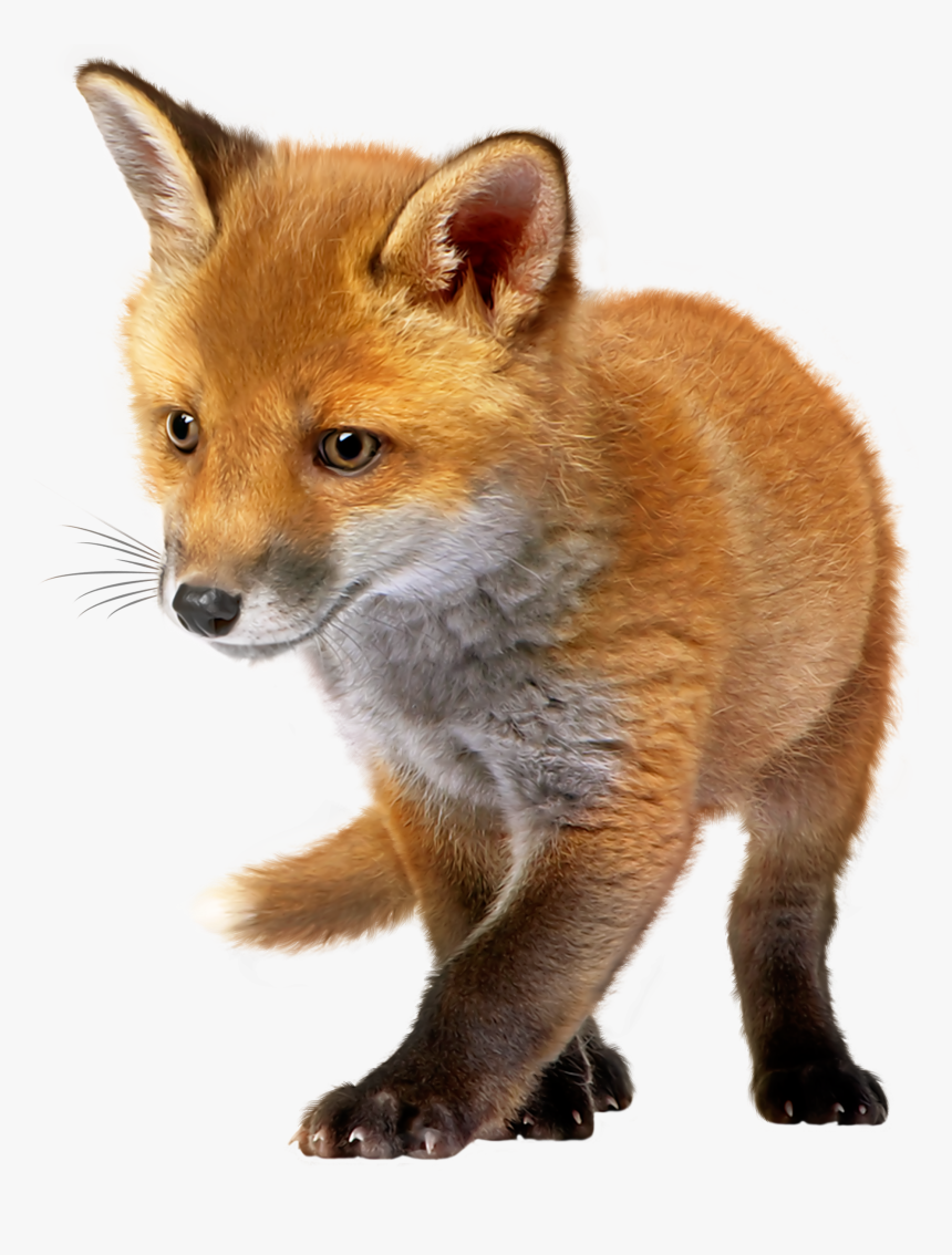 Baby Fox Png Clip Art - Baby Fox Png, Transparent Png