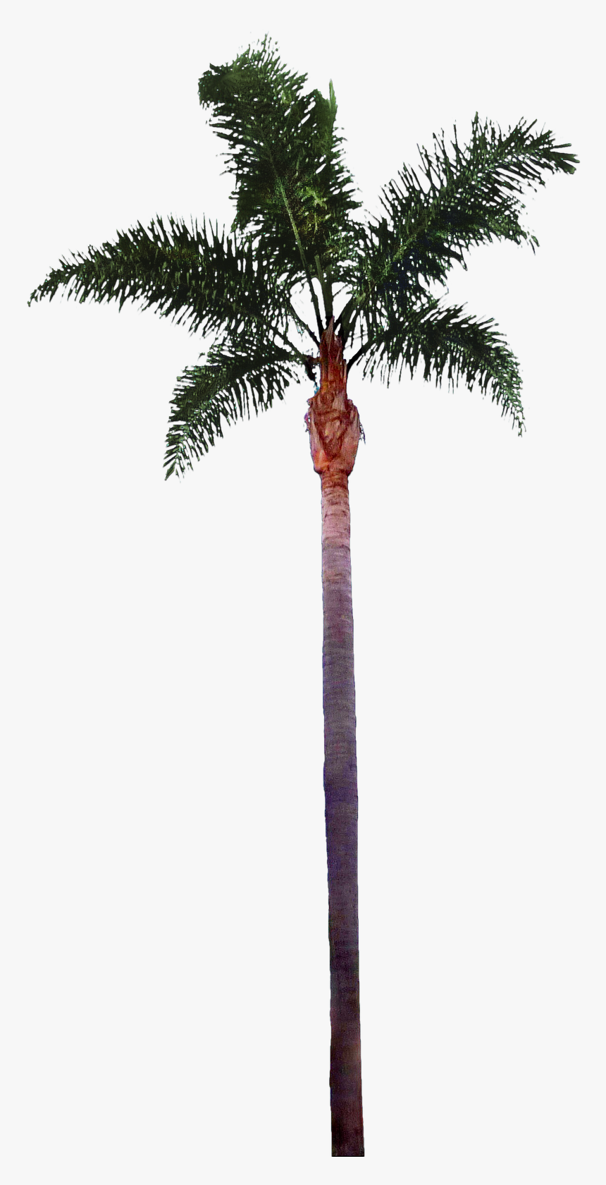 Palm Tree Images Best Clipart Free - Fachadas Arquitectura Escala 1 100, HD Png Download