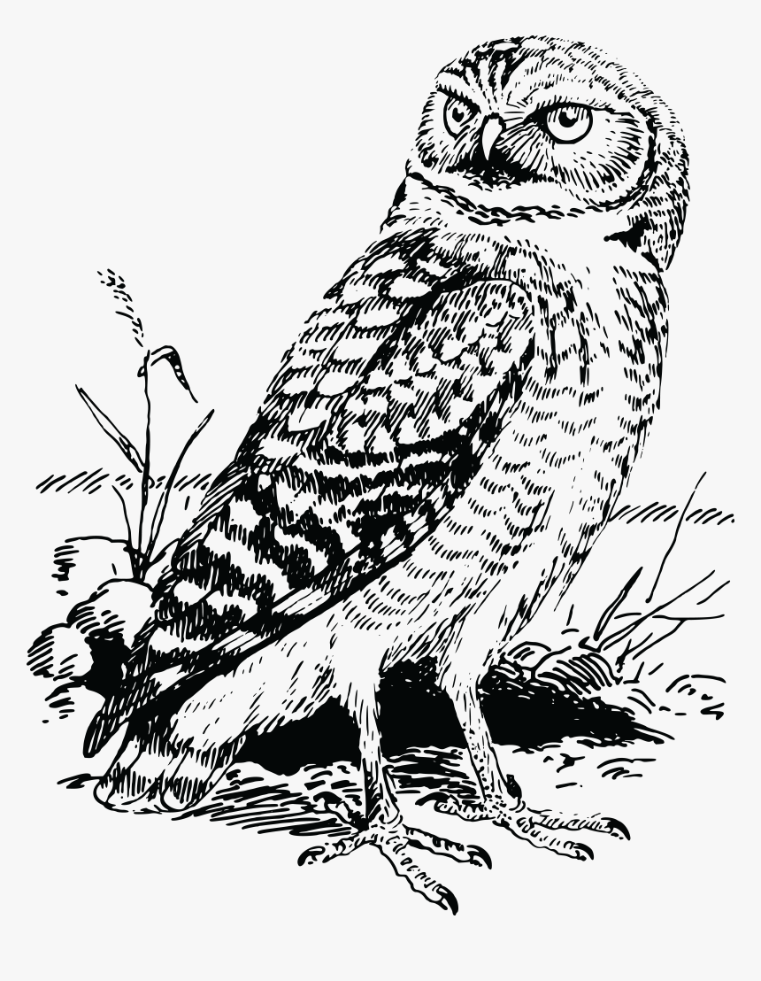 Owl - Owl Cartoon Clipart Black And White, HD Png Download