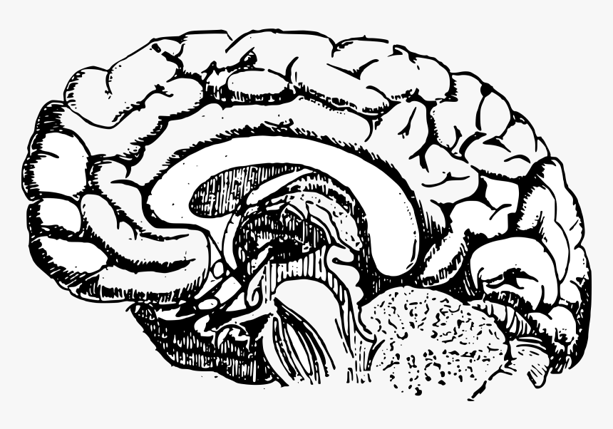 Brain Diagram Vector Clipart Image Free Stock Photo - Brain Diagram Png, Transparent Png