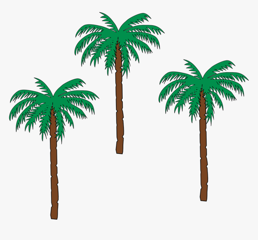 Palm, Trees, Date Palm, Botany, Flora, Hot, Climate - Cartoon Date Palm Tree, HD Png Download