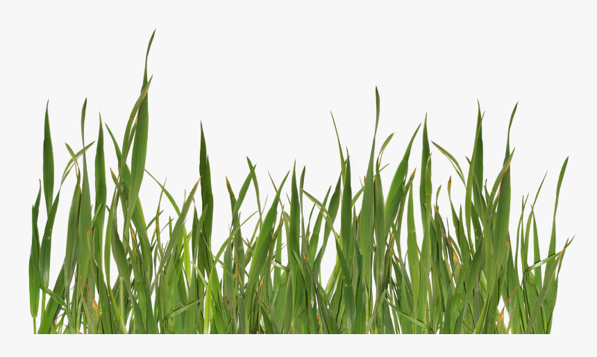 Grass Png Image, Green Picture - Png Grass, Transparent Png
