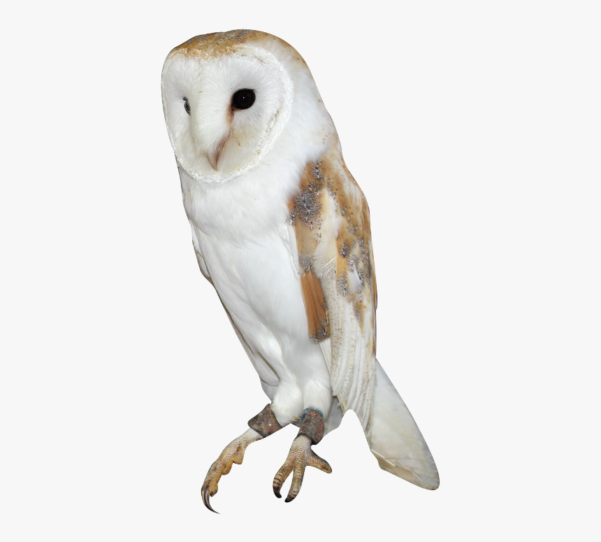 Barn Owl Png Background Image - Barn Owl Png, Transparent Png