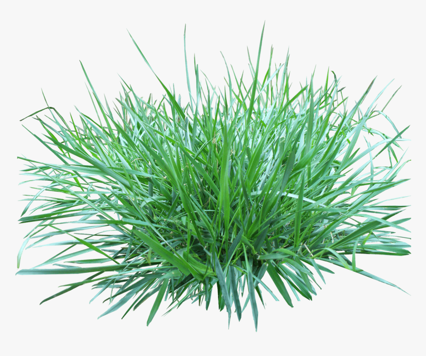 Patch Of Grass - Полевица Побегоносная, HD Png Download