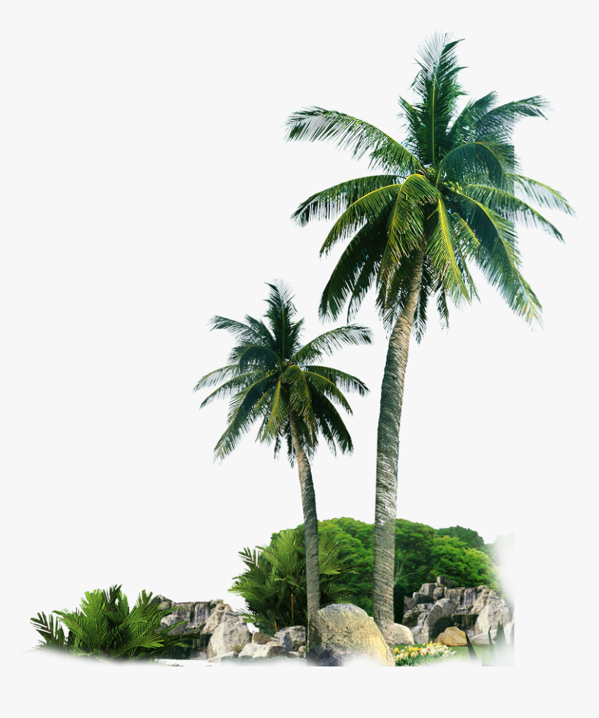 Palm Trees By Rocks Png Image, Transparent Png