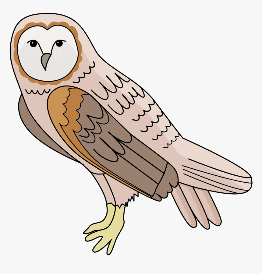 Screech Owl, HD Png Download