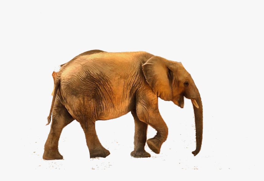 Baby Animal Photo 05032016 Image 007 - High And Low Sounds Animals, HD Png Download