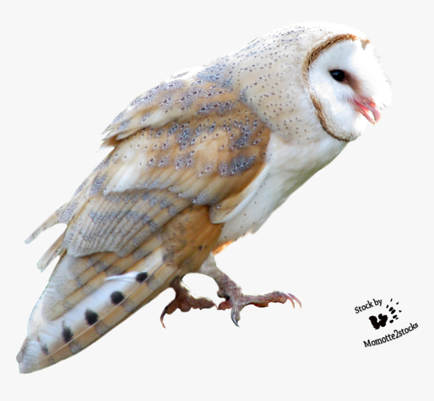 Barn Owl Png Free Download - Owl, Transparent Png