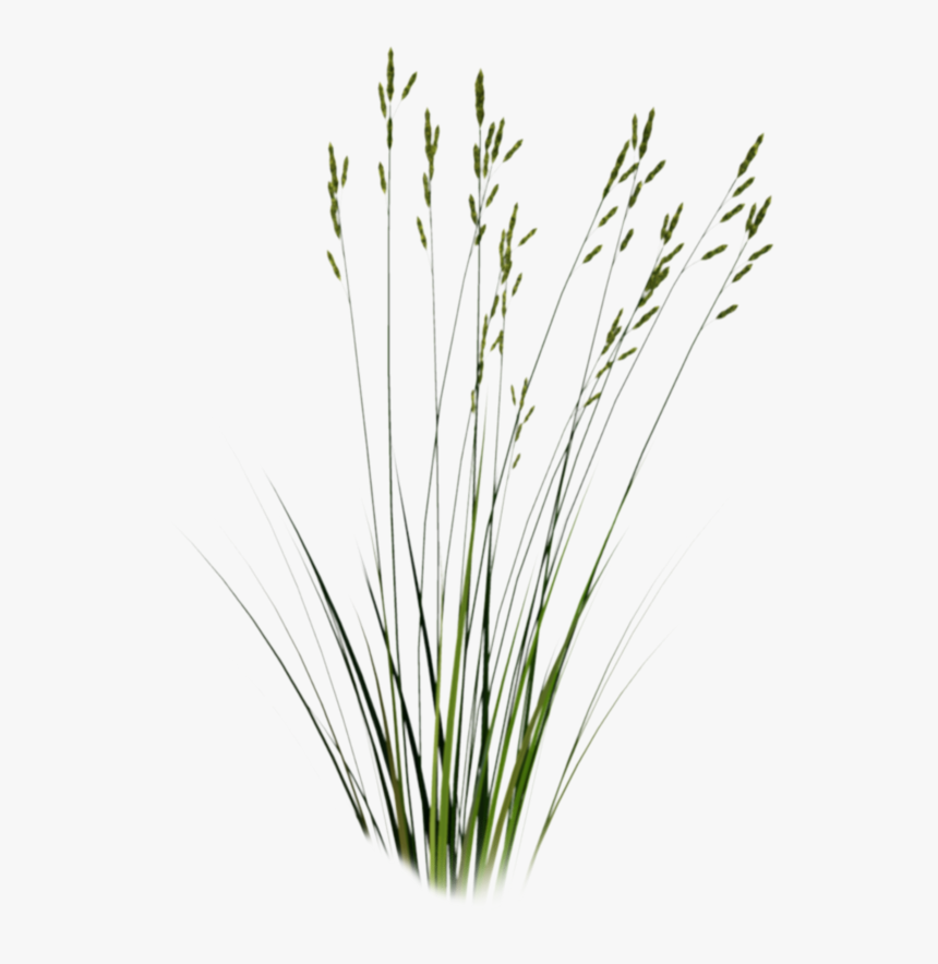 Long Grass Png - Sweet Grass, Transparent Png , Transparent Png Image ...