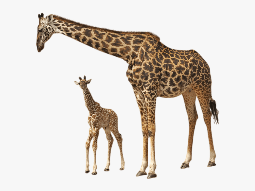 This Png File Is About Giraffes , Animals - Giraffe And Their Young Ones, Transparent Png