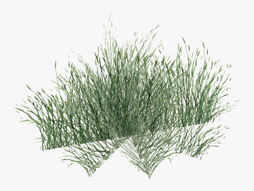 Long Grass Png Pic - Long Grass Png, Transparent Png