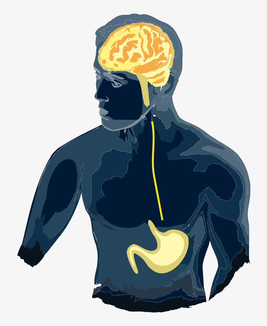 Gut Brain Axis Clipart , Png Download - Gut Brain Axis Free, Transparent Png
