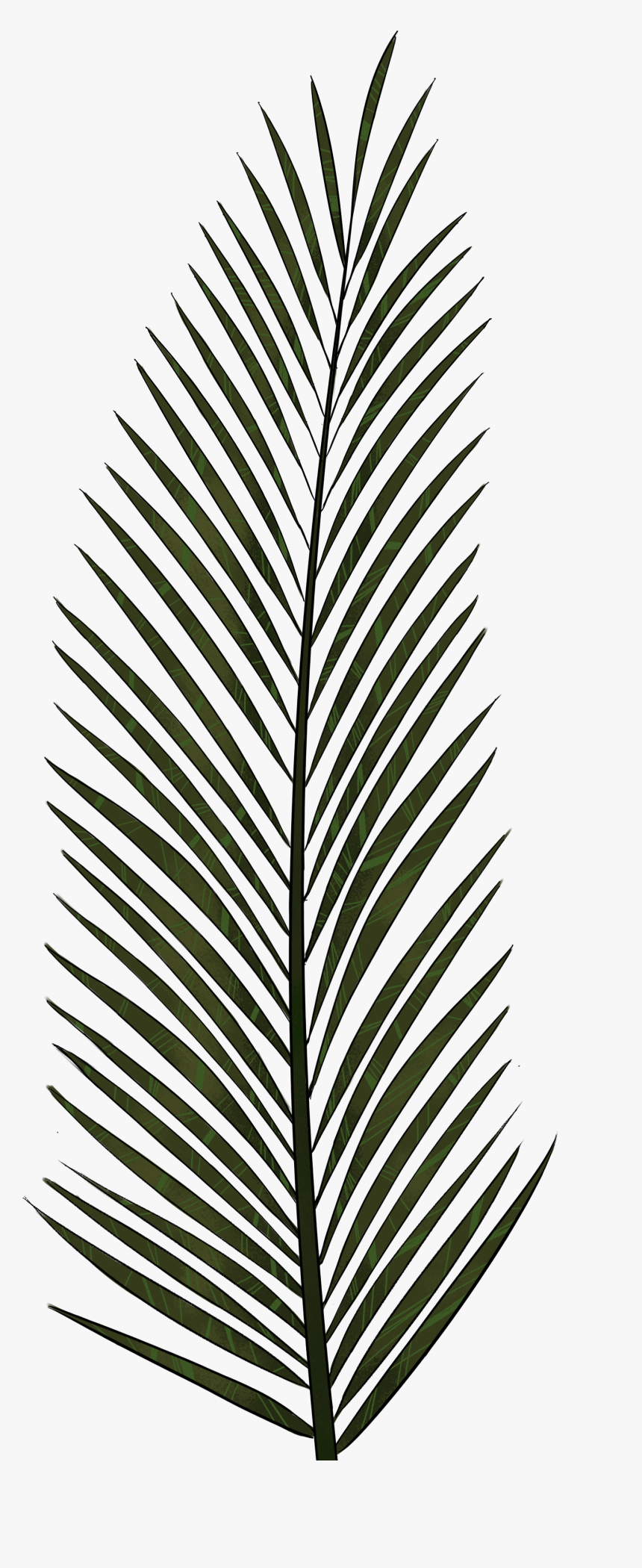 Cliparts For Free Download Palm Clipart Fern And Use - Palm Tree Leaves Icon, HD Png Download