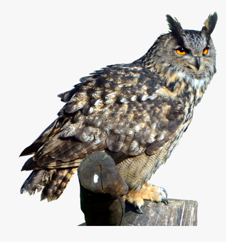 Owl Transparent Png - Great Horned Owl Png, Png Download