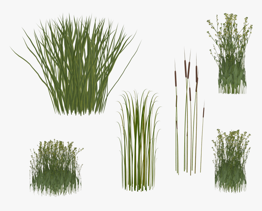 Isolated Grass, Png, Transparent, Reeds, Isolated, - Transparent Background Long Grass Png, Png Download