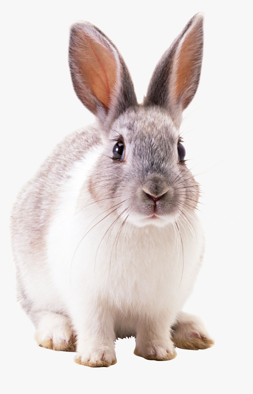 Rabbit Png, Transparent Png