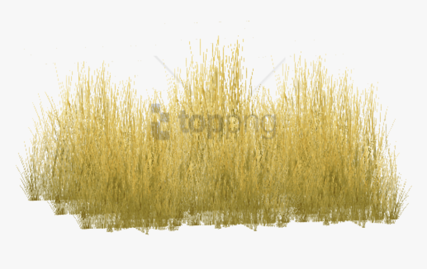 Transparent Long Grass Clipart - Yellow Long Grass Png, Png Download