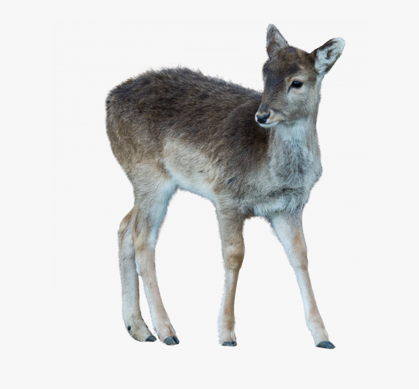 Wild Animals Pictures Transparent, HD Png Download