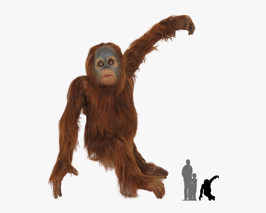Orangutan Transparent Png, Png Download