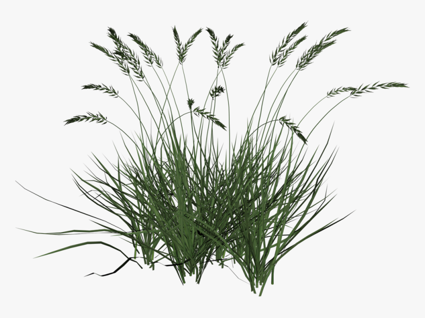 Tall Grasses Png - Tall Grass Transparent Background, Png Download
