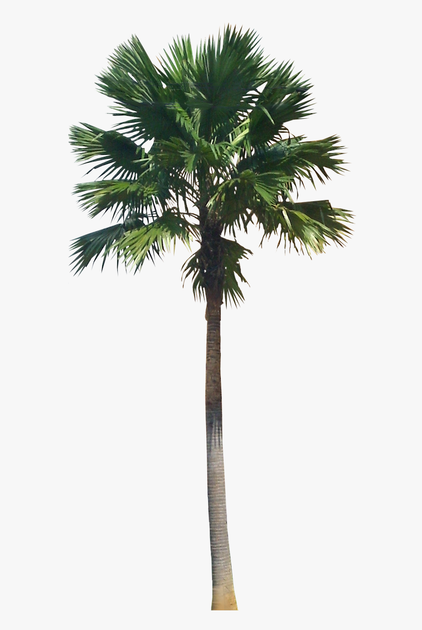 Clip Art A Collection Of Tropical - Transparent Palm Tree Png, Png Download