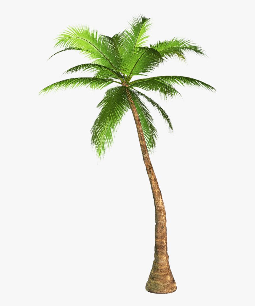 Clip Art Palm Tree Images - Palm Tree Transparent Background, HD Png Download
