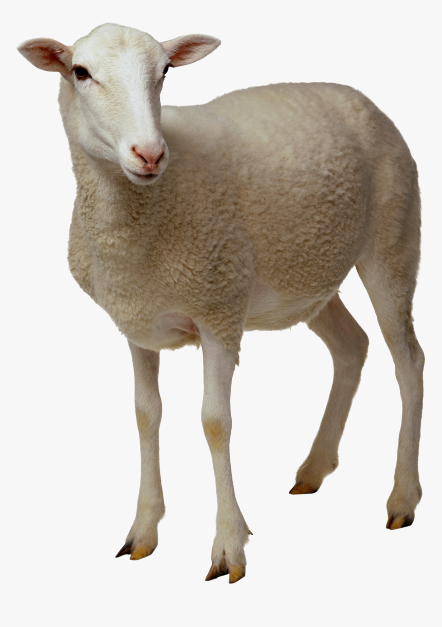 Download Sheep Png Clipart - Sheep Png, Transparent Png