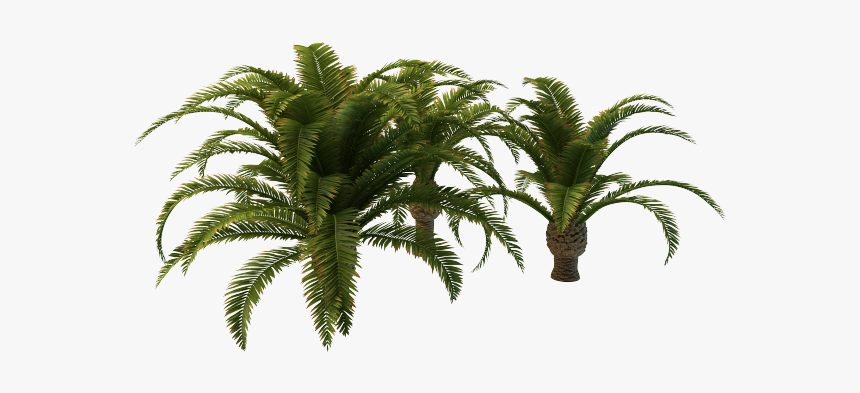 Small Palm Tree Png Transparent Png Transparent Png Image Pngitem