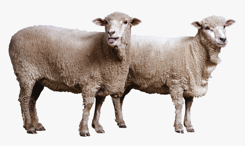 Sheep Png Image, Transparent Png