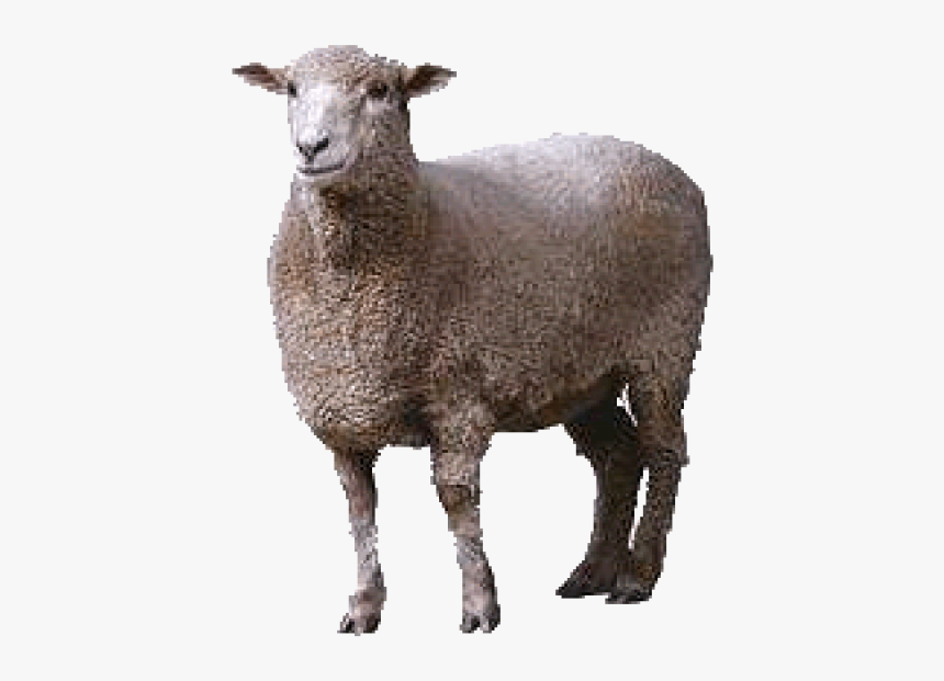 Sheep Png Free Download - Animals, Transparent Png