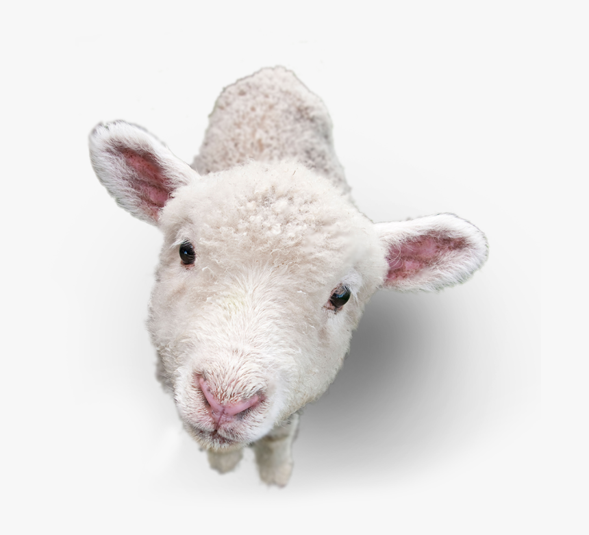 Lamb Png Picture - Lamb Png, Transparent Png