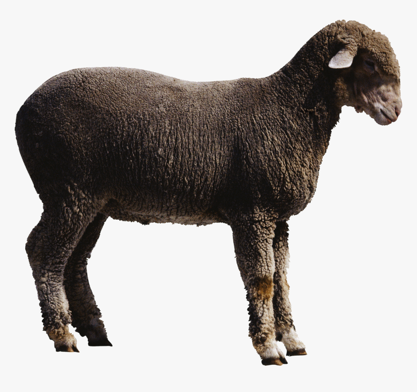 Transparent Background Sheep Png, Png Download