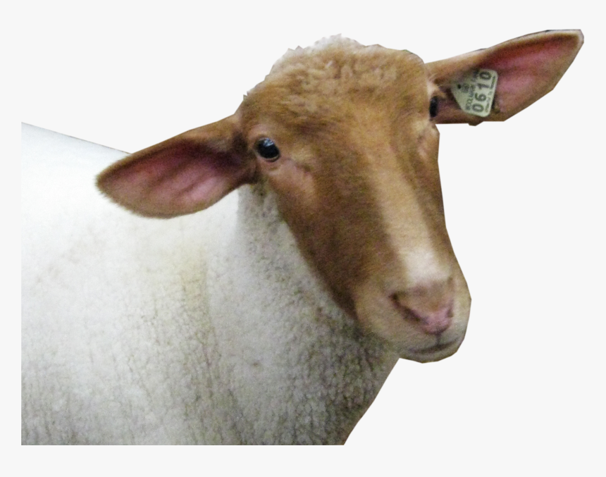 Sheep Head Png Image - Sheep Head Transparent Background, Png Download