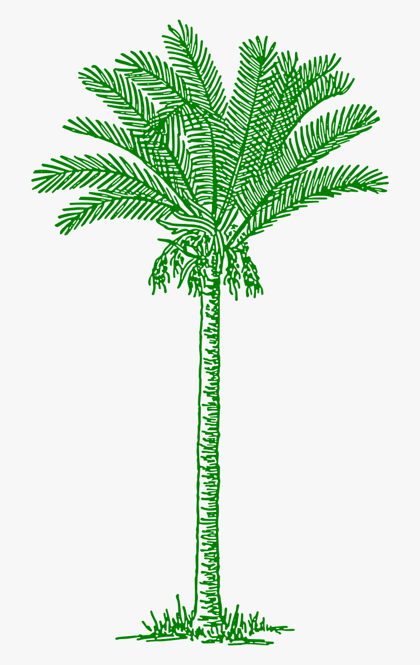 Tree Clipart V Shaped - Date Palm Tree Drawing, HD Png Download