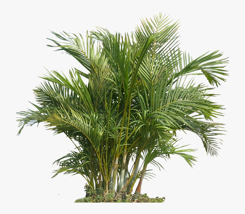 Tropical Plant Pictures - Peperomia Nevada, HD Png Download