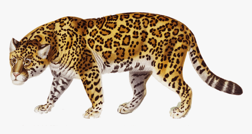 Claw Scratch Clipart Jaguar - Jaguar Clipart, HD Png Download
