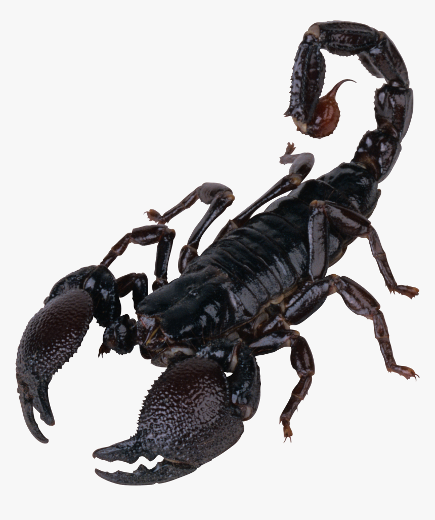 Scorpio Free Png Image - Scorpion Transparent, Png Download