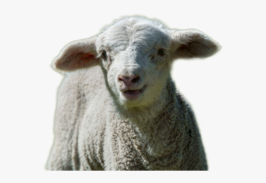 Sheep Png Image - Sheep, Transparent Png