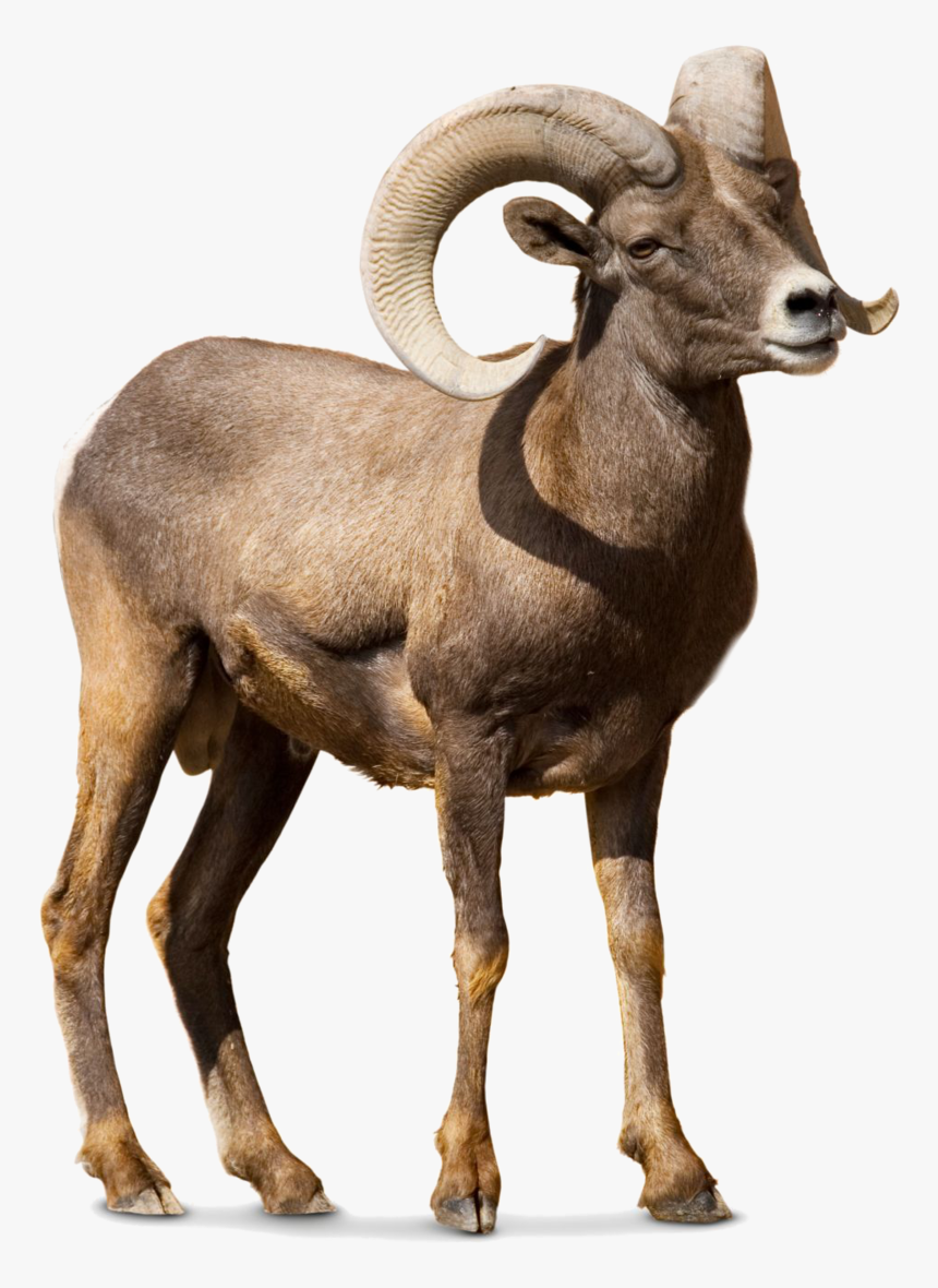 Barbary Sheep Argali Goat Cattle - Bighorn Sheep No Background, HD Png Download