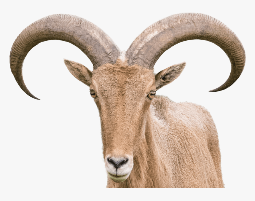 Barbary Sheep - Sheep With Horns Png, Transparent Png