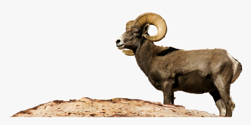 Bighorn Sheep Png - Desert Bighorn Sheep Png, Transparent Png