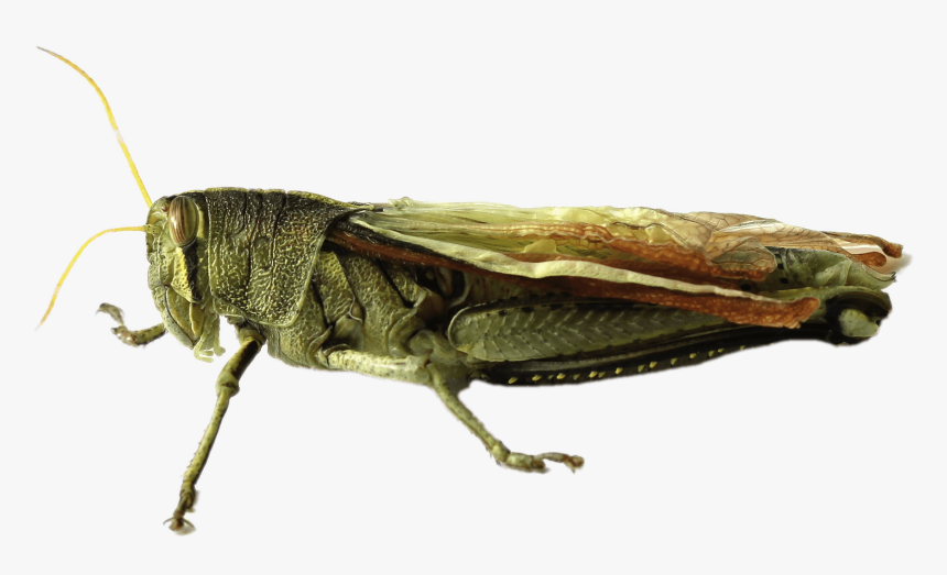 Locust - Grasshopper Gafanhoto Png, Transparent Png