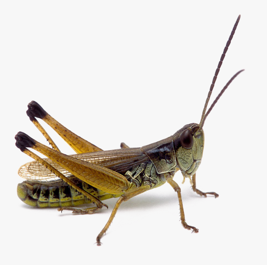Transparent Grasshopper Png - Png Realistic Transparent, Png Download