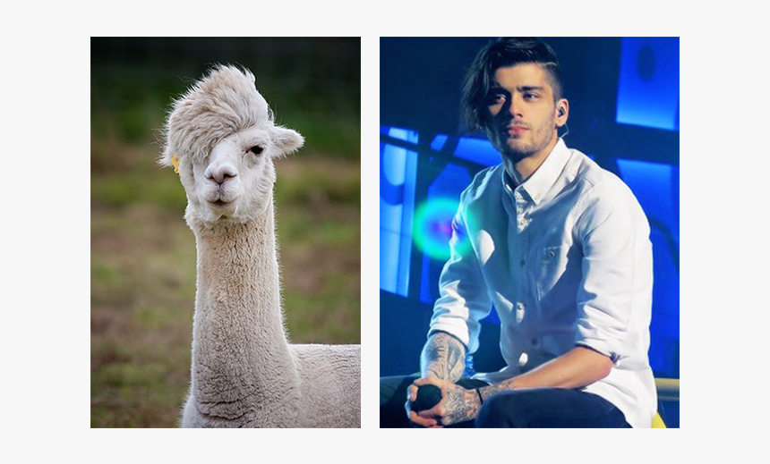 Llama Zayn - Nick Riewoldt Llama, HD Png Download