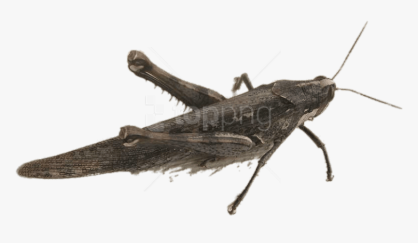 Winged Insect,arthropod,cricket - Locust, HD Png Download