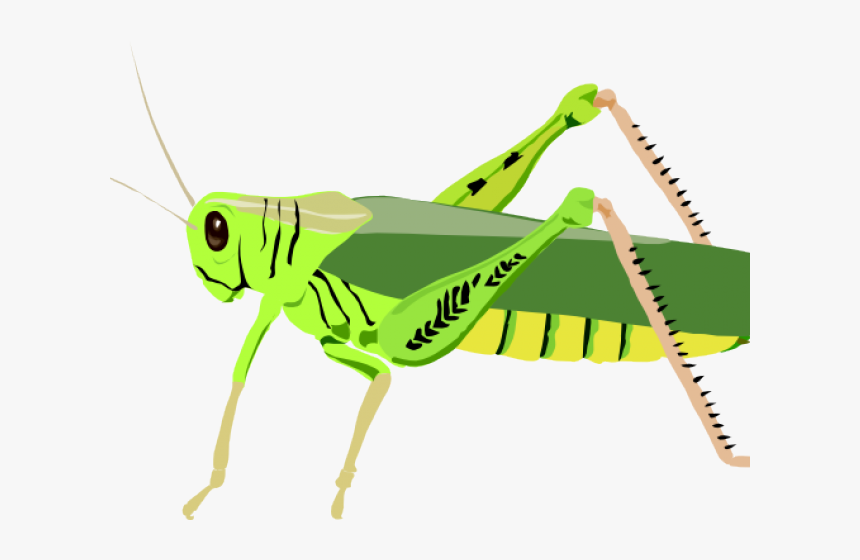 Locust Clipart Grasshopper Wing - Grasshopper Clip Art, HD Png Download