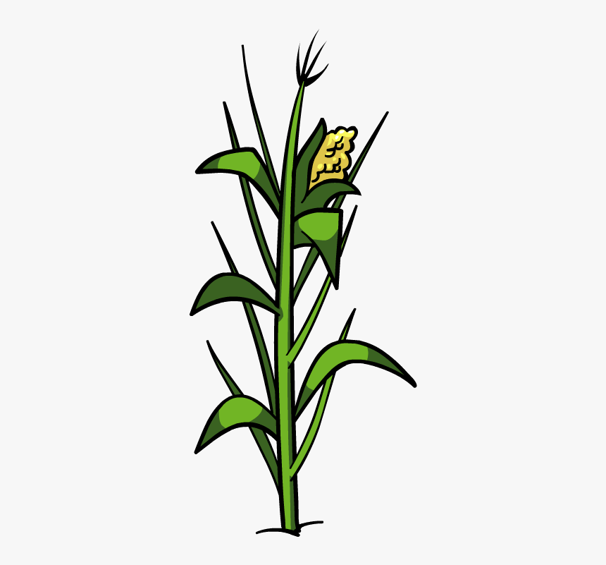 Download Corn Plant Png File - Corn Plant Png, Transparent Png