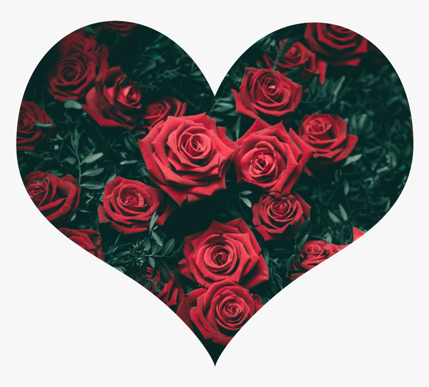 Valentines Roses - Flower Rose, HD Png Download